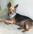 BEETHOVEN e PAÇOCA