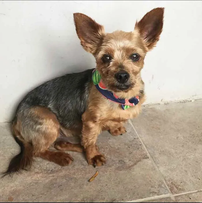 Cachorro ra a YORKSHIRE idade 4 anos nome BEETHOVEN e PAÇOCA 