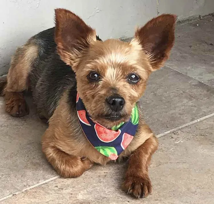Cachorro ra a YORKSHIRE idade 4 anos nome BEETHOVEN e PAÇOCA 