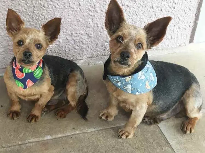Cachorro ra a YORKSHIRE idade 4 anos nome BEETHOVEN e PAÇOCA 