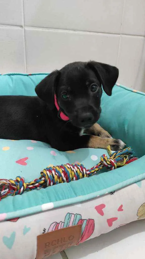 Cachorro raça Srd idade 2 a 6 meses nome Capitu