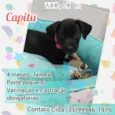 Capitu
