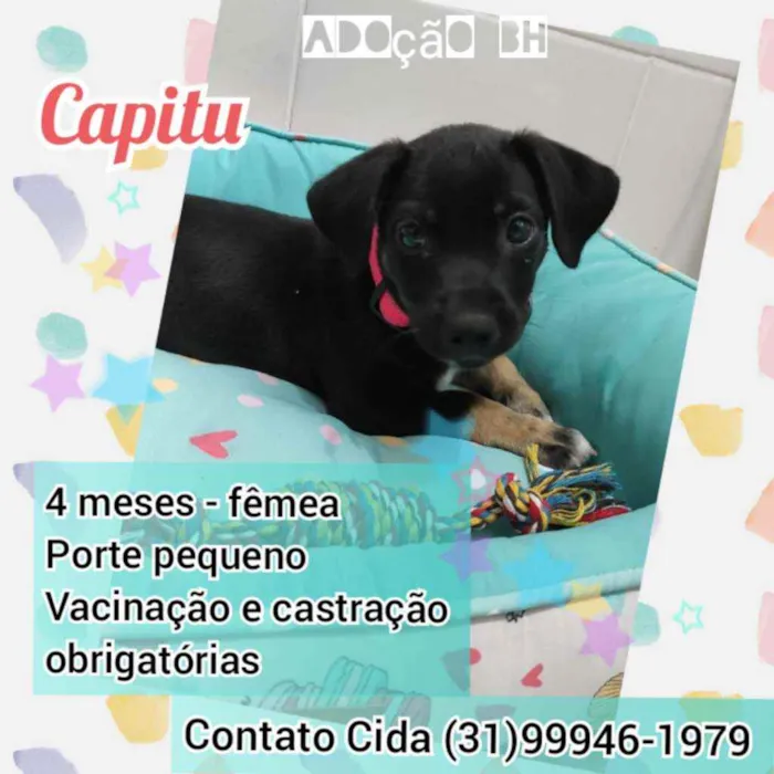 Cachorro raça Srd idade 2 a 6 meses nome Capitu