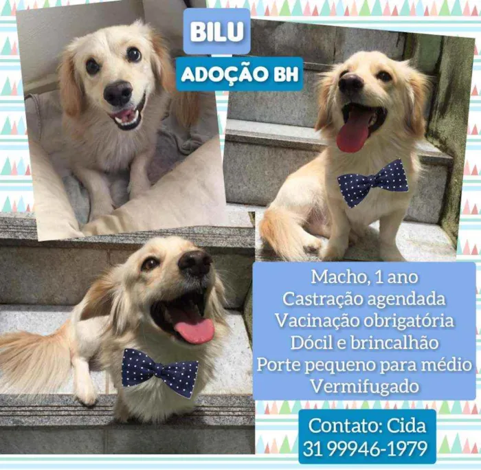 Cachorro raça Srd idade 1 ano nome Bilu