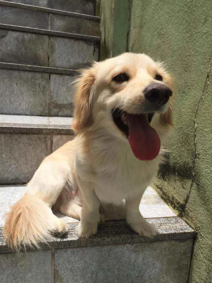Cachorro raça Srd idade 1 ano nome Bilu