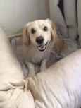 Bilu