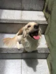 Bilu