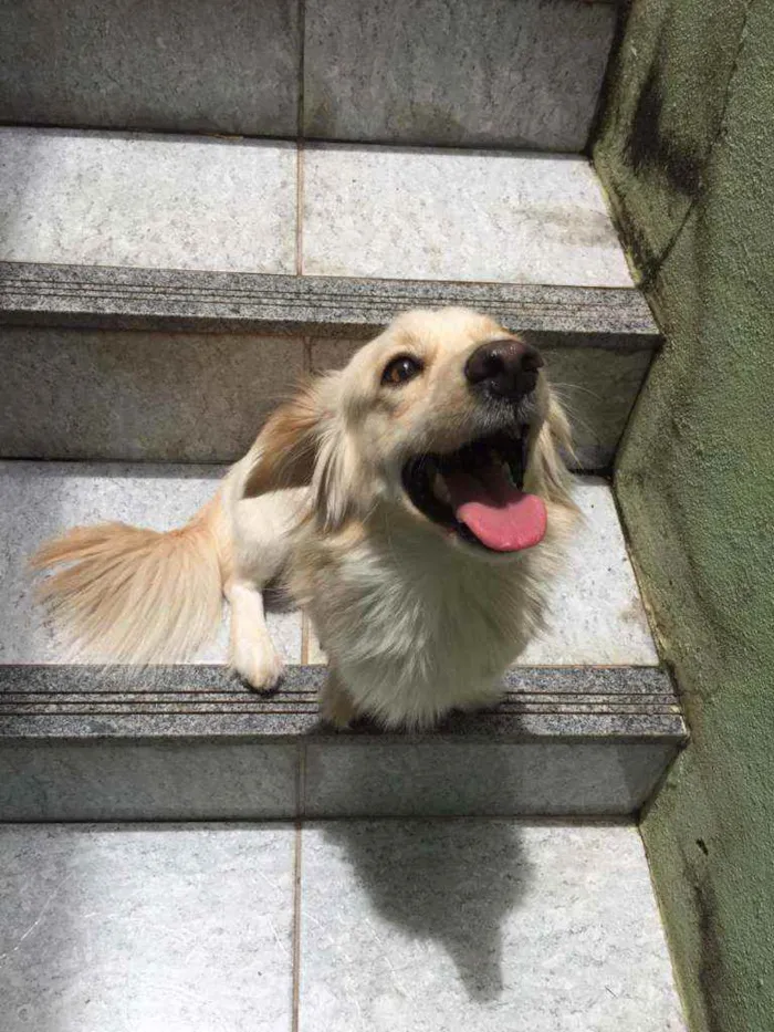 Cachorro raça Srd idade 1 ano nome Bilu
