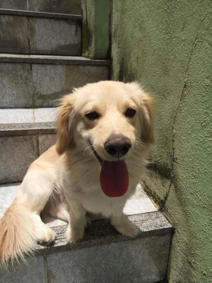 Cachorro raça Srd idade 1 ano nome Bilu