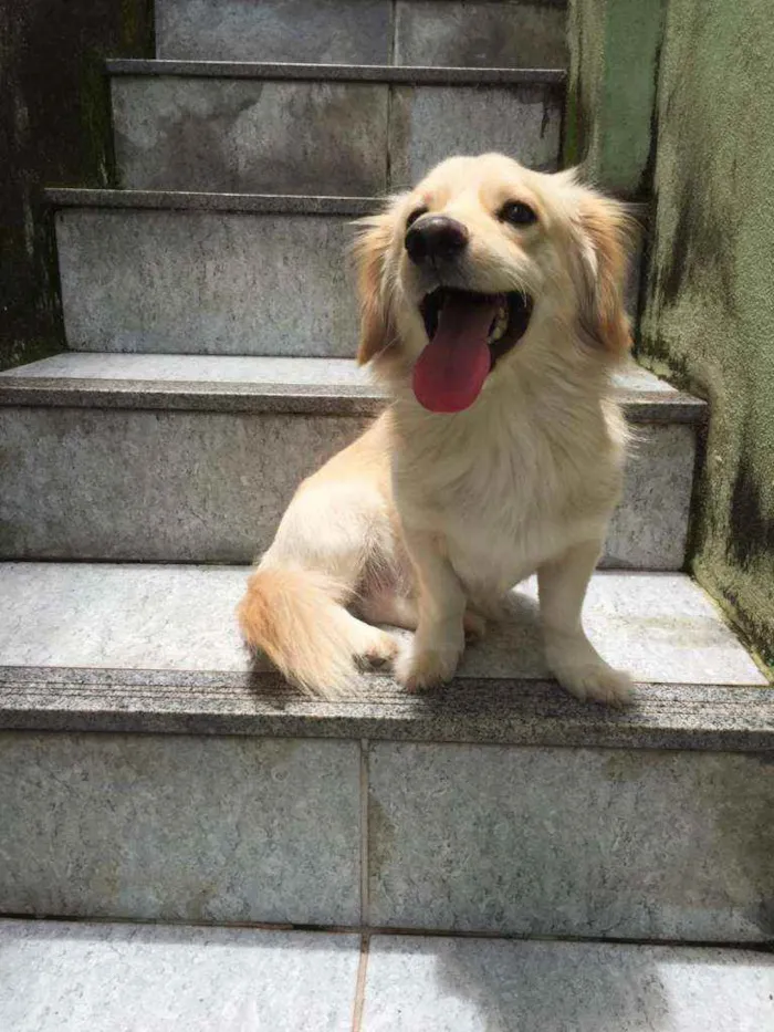 Cachorro raça Srd idade 1 ano nome Bilu