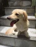 Bilu