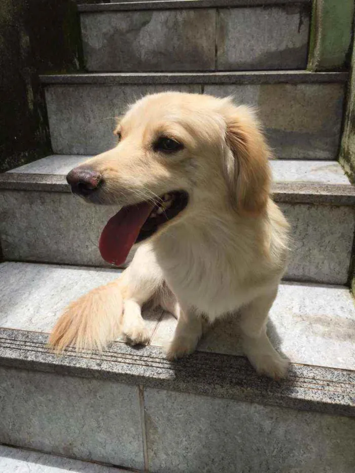 Cachorro raça Srd idade 1 ano nome Bilu