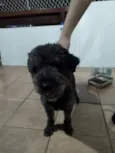 Banguela