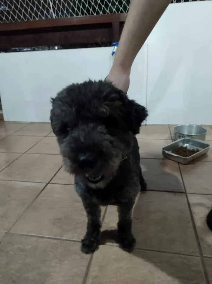 Cachorro ra a Puly idade 2 a 6 meses nome Banguela