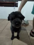 Banguela