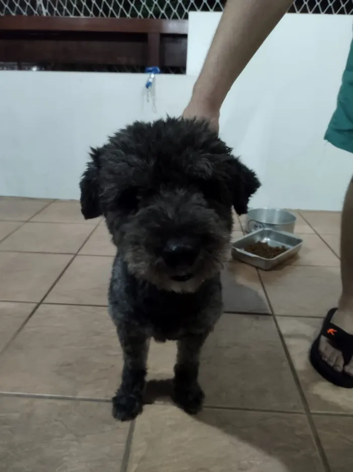 Cachorro ra a Puly idade 2 a 6 meses nome Banguela