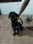 Banguela