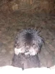 Banguela