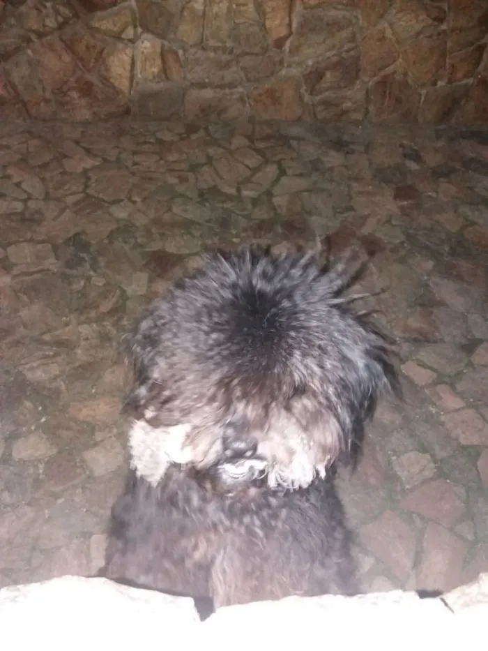 Cachorro ra a Puly idade 2 a 6 meses nome Banguela