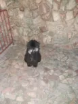 Banguela