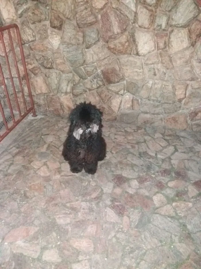 Cachorro ra a Puly idade 2 a 6 meses nome Banguela