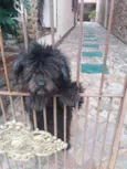 Banguela