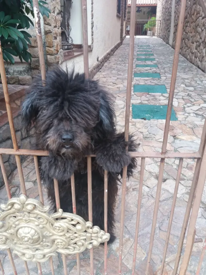 Cachorro ra a Puly idade 2 a 6 meses nome Banguela