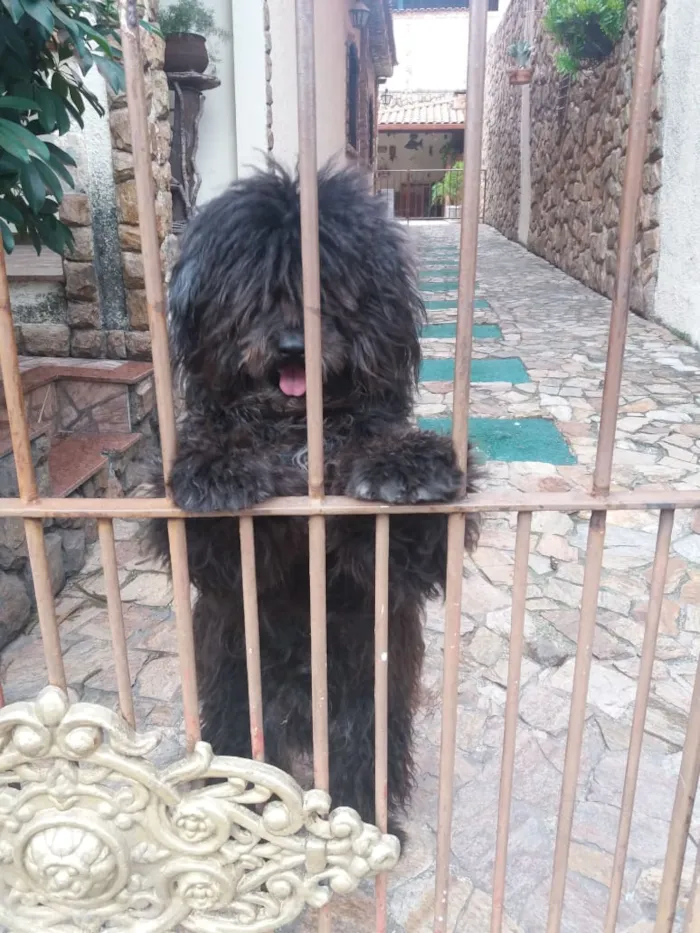 Cachorro ra a Puly idade 2 a 6 meses nome Banguela