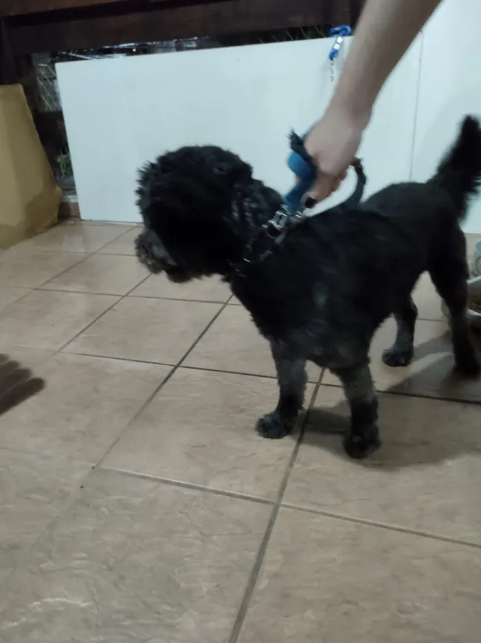 Cachorro ra a Puly idade 2 a 6 meses nome Banguela