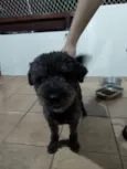 Banguela