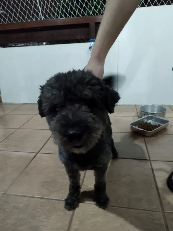 Cachorro ra a Puly idade 2 a 6 meses nome Banguela