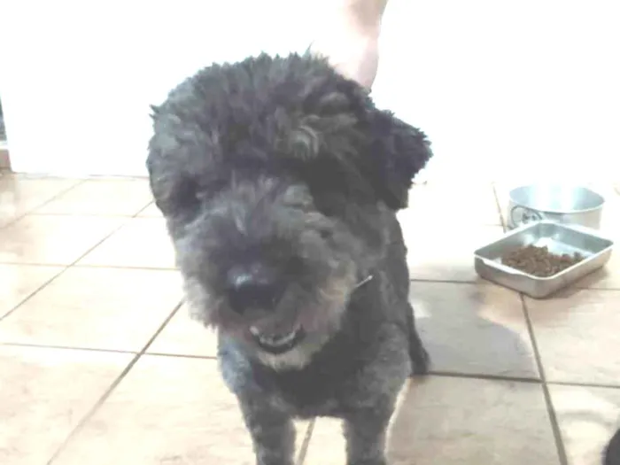 Cachorro ra a Puly idade 2 a 6 meses nome Banguela