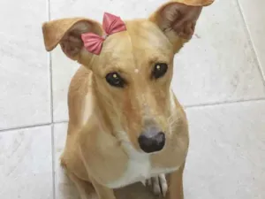 Cachorro raça Sem Raça Definida idade 1 ano nome KIARA 
