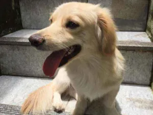 Cachorro raça Srd idade 1 ano nome Bilu
