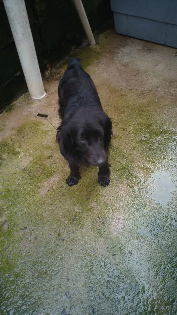 Cachorro ra a SRD idade 2 anos nome Belinha