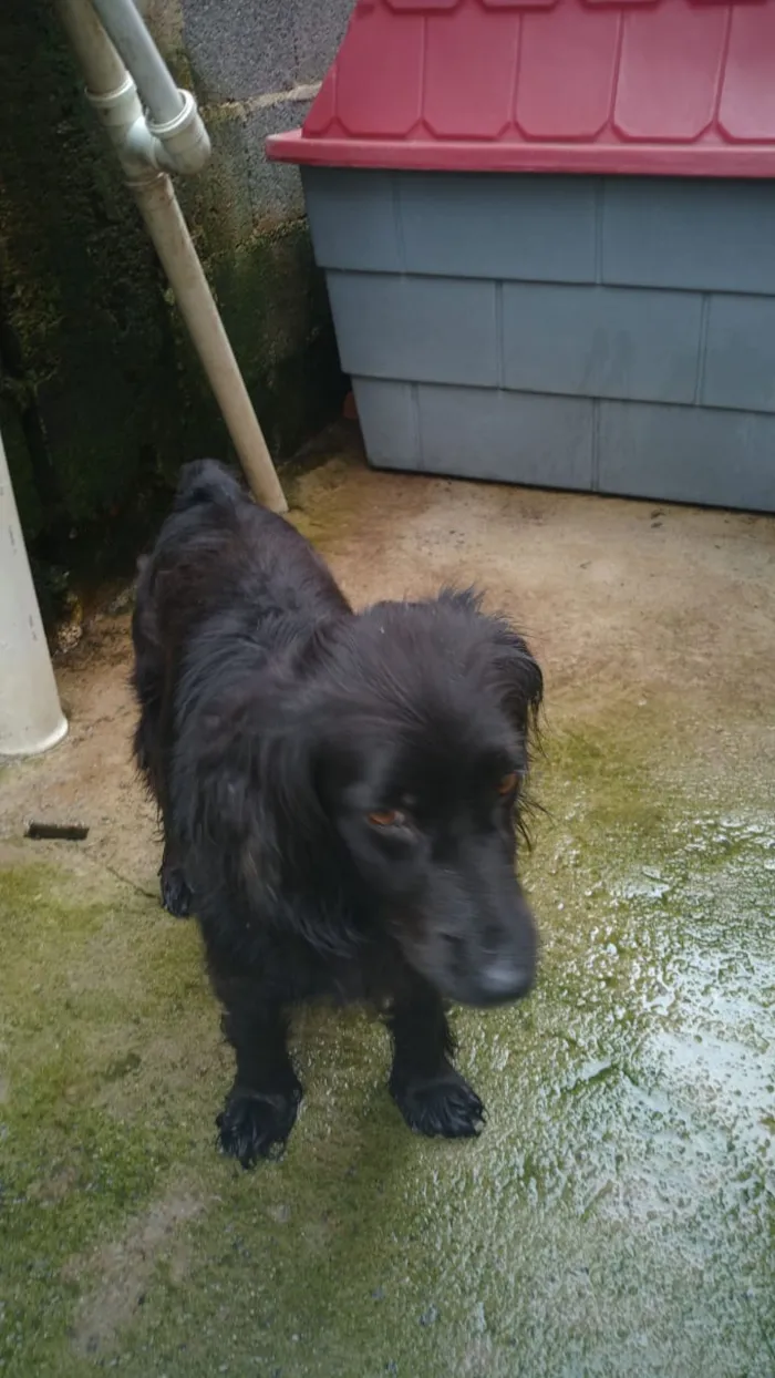 Cachorro ra a SRD idade 2 anos nome Belinha