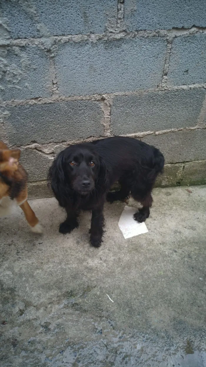 Cachorro ra a SRD idade 2 anos nome Belinha