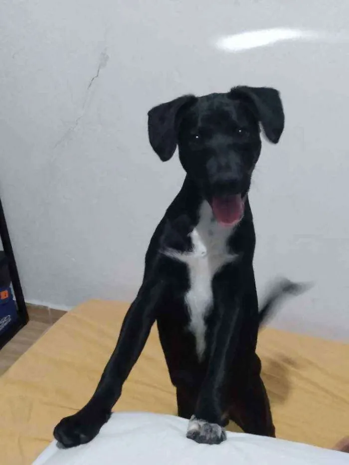 Cachorro ra a Vira lata idade 2 a 6 meses nome Mike