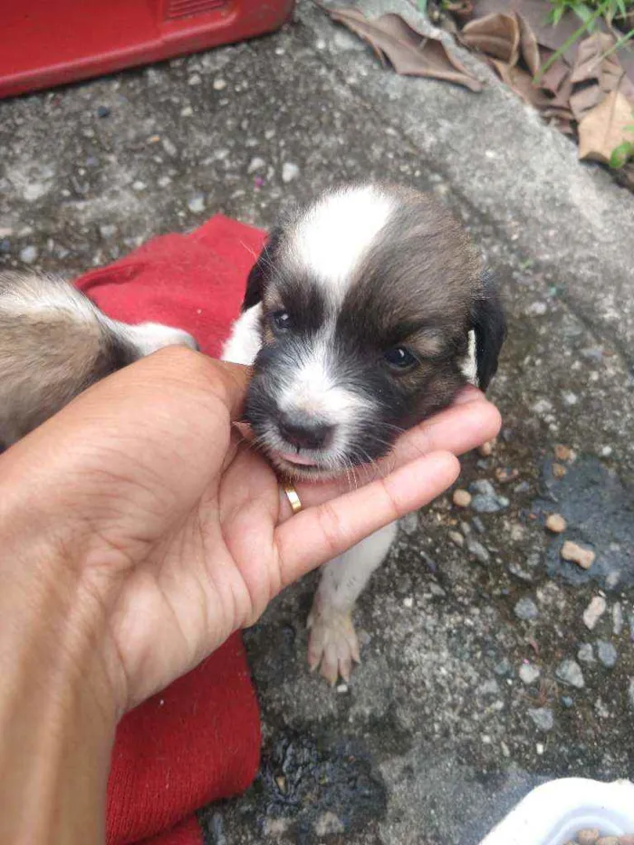 Cachorro ra a Sem raça definida idade Abaixo de 2 meses nome Sem nome