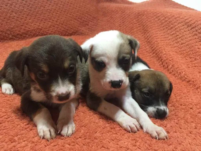 Cachorro ra a Sem ração definida  idade Abaixo de 2 meses nome Sem nome 