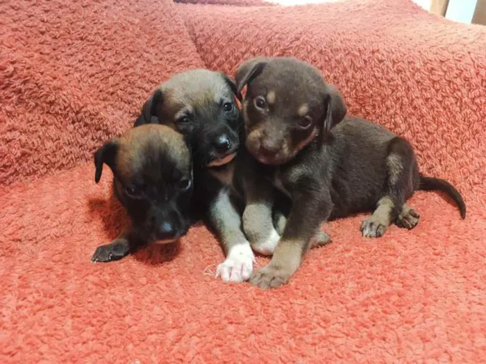 Cachorro ra a Sem ração definida  idade Abaixo de 2 meses nome Sem nome 