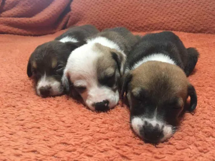 Cachorro ra a Sem ração definida  idade Abaixo de 2 meses nome Sem nome 