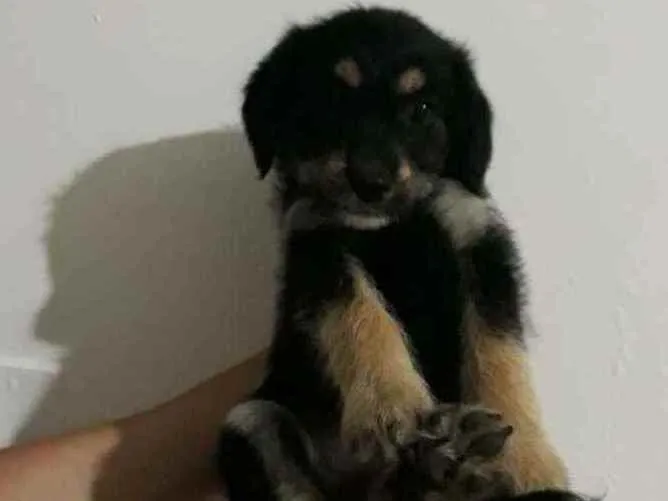 Cachorro ra a Srd idade 2 a 6 meses nome Lola 