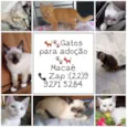 Gatinhos Macaé