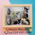 Gatinhos Macaé