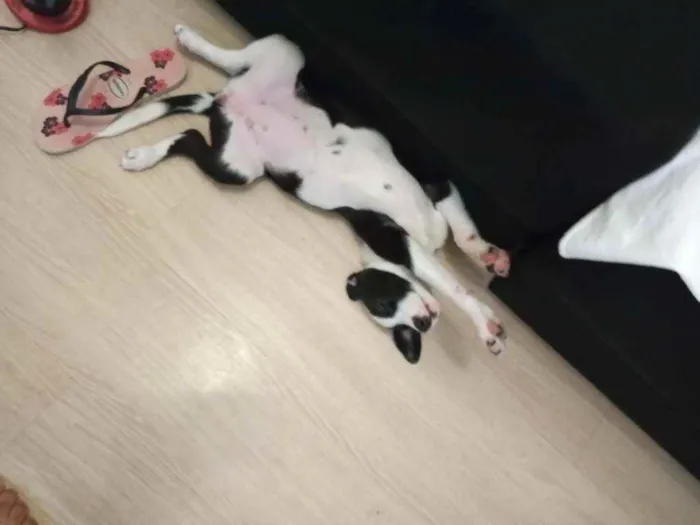 Cachorro ra a Vira lata idade 2 a 6 meses nome Luna