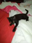 Pretinha