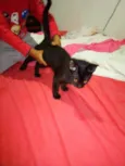 Pretinha