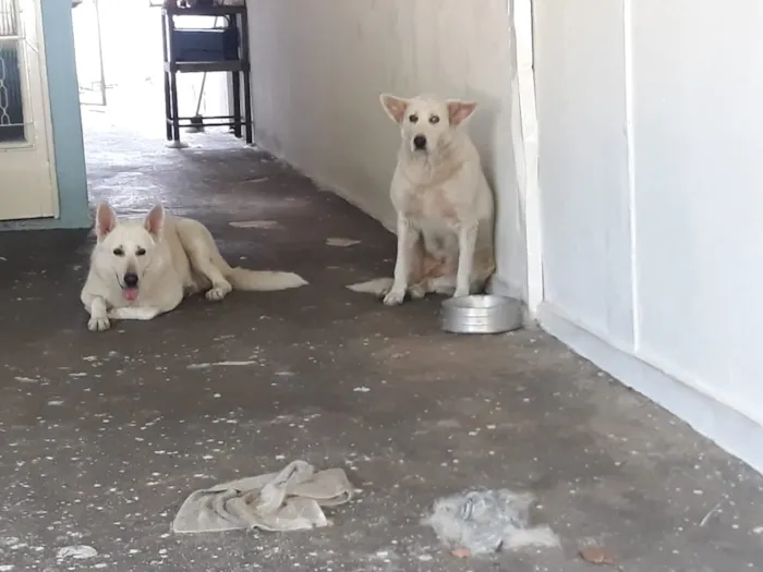 Cachorro ra a Pastor suiço idade 4 anos nome Lea e gordo