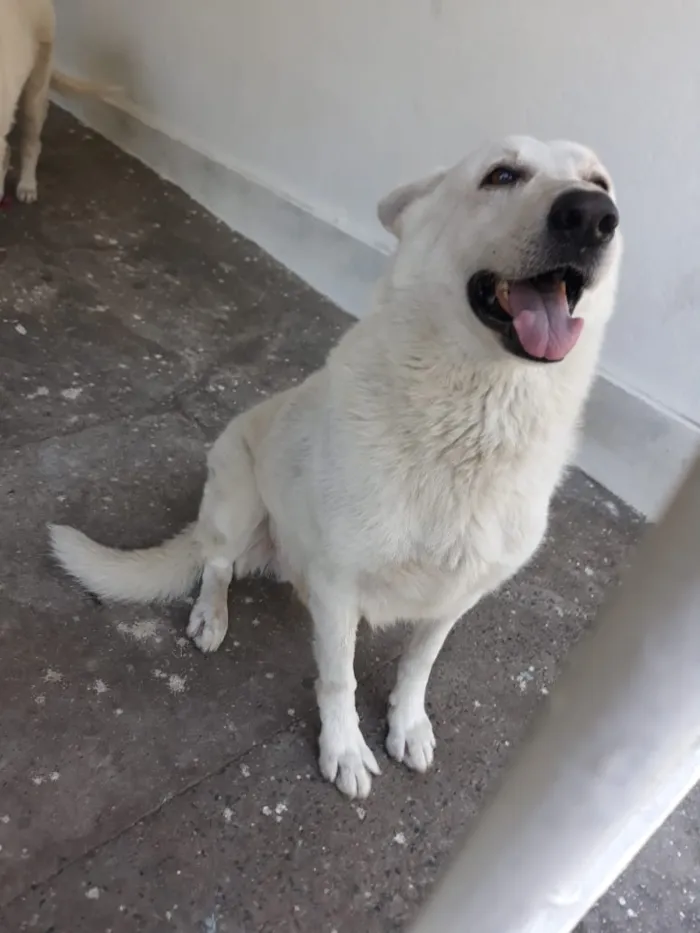 Cachorro ra a Pastor suiço idade 4 anos nome Lea e gordo